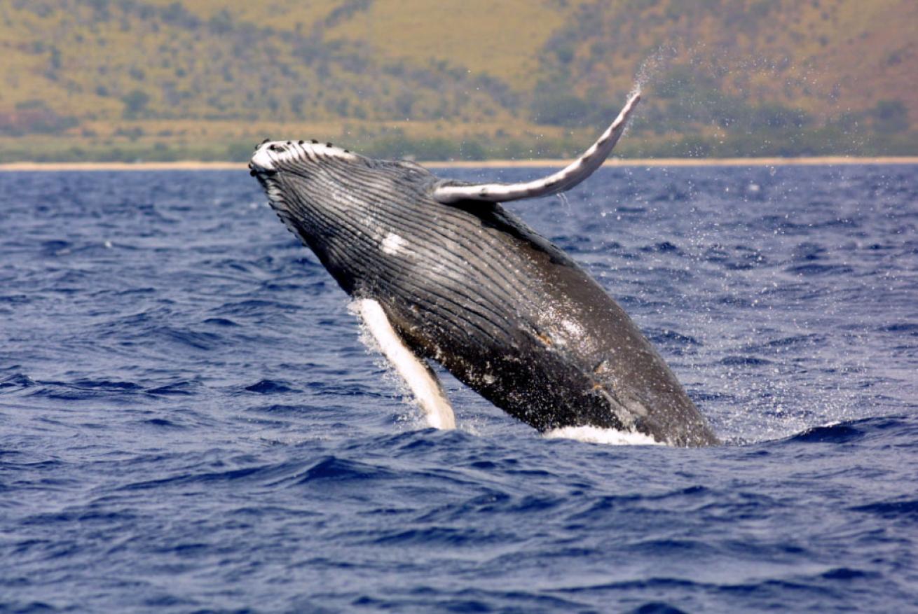 humpback whale breaching