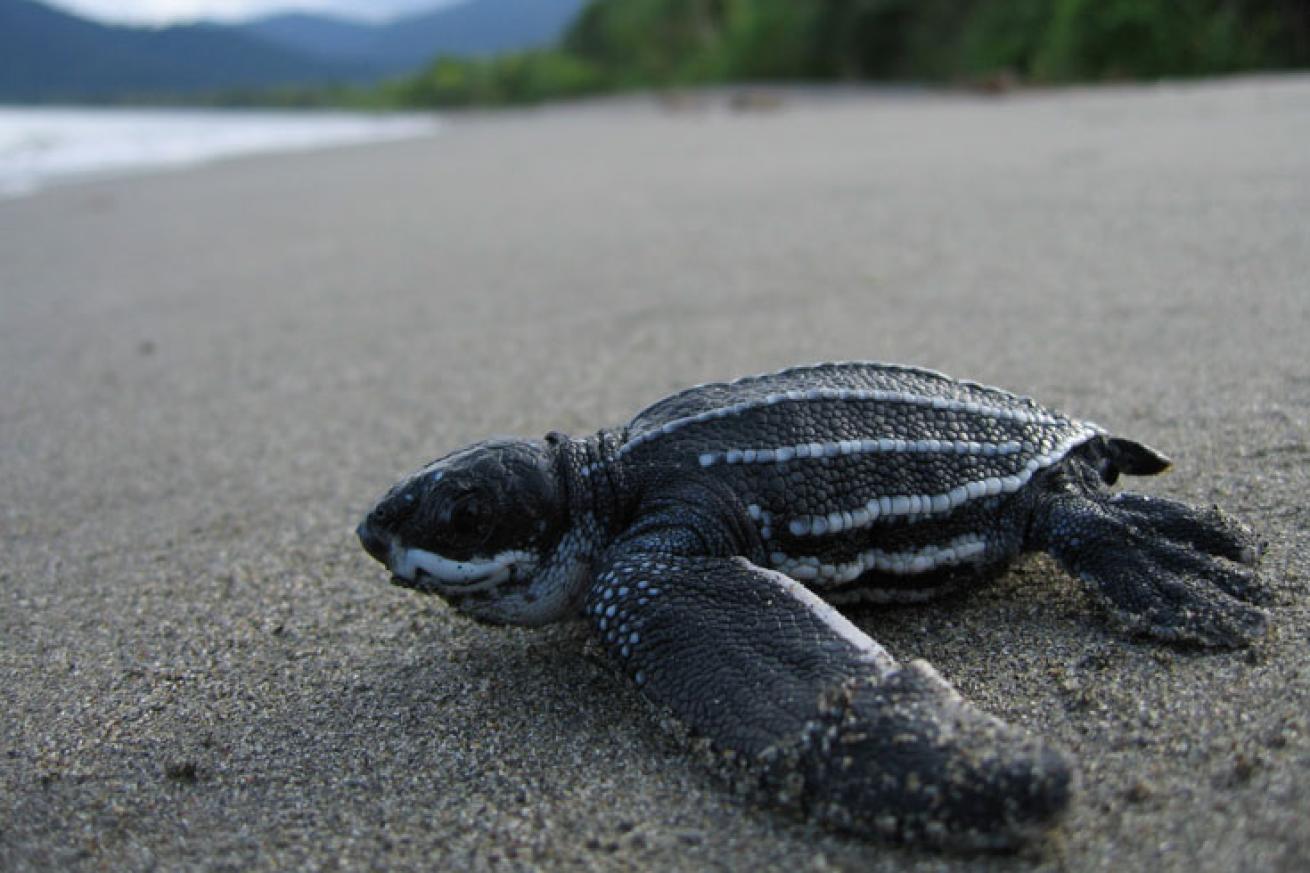 leatherback sea turtle