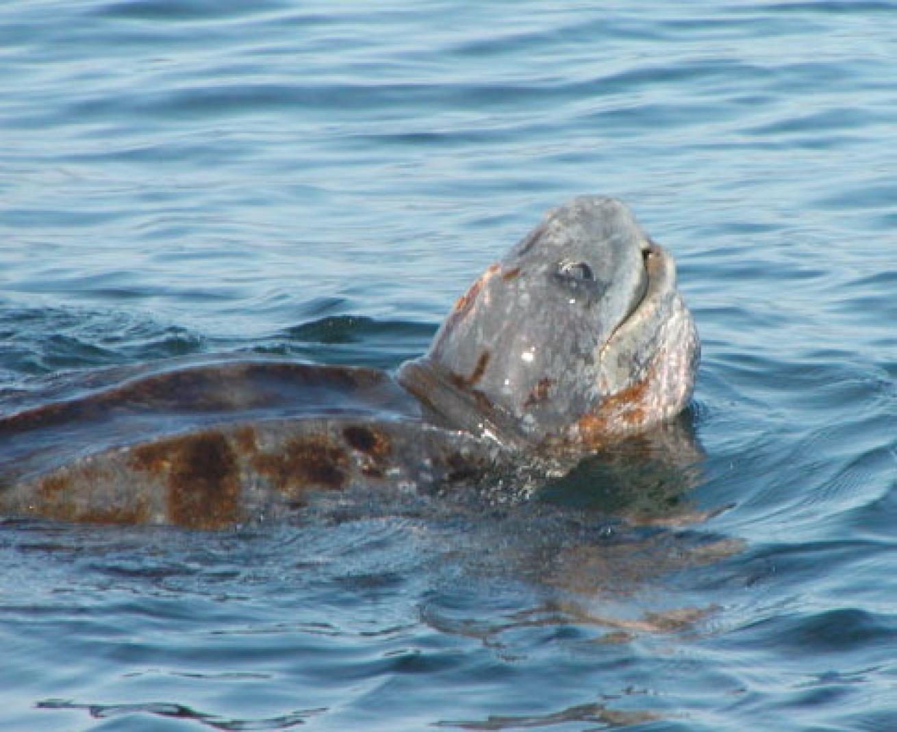 leatherback sea turtle