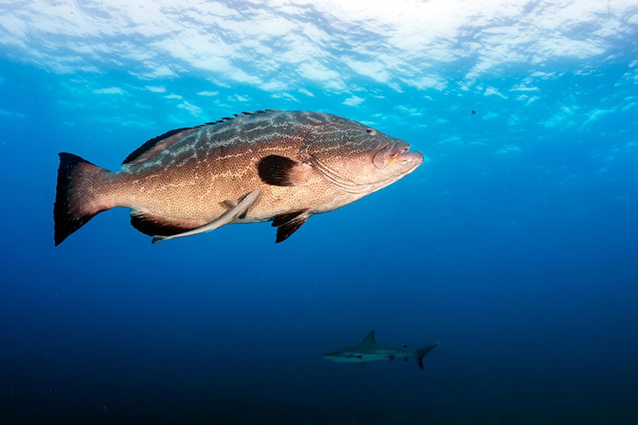 Nassau grouper