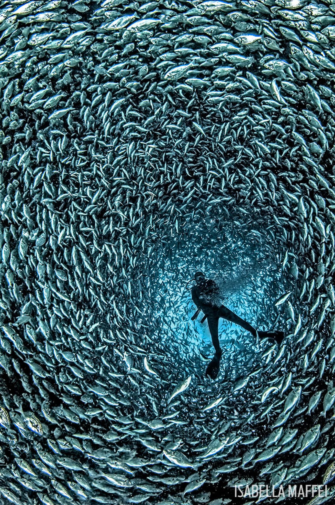 sea bream school Italy 