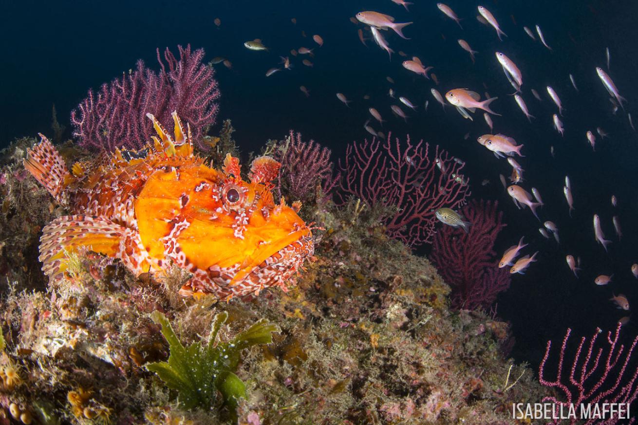 Scorpion fish Italy