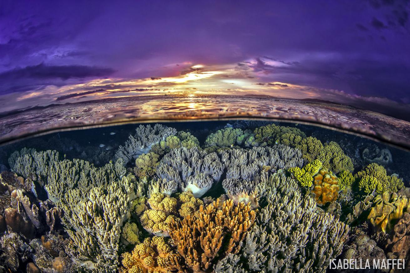 Underwater Coral Reef