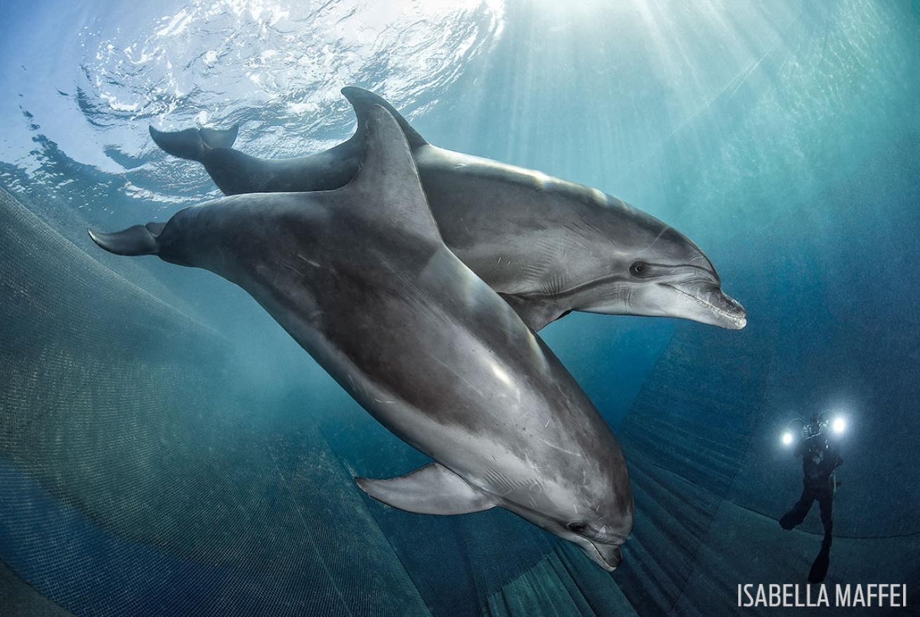 Dolphins Trapped in Underwater Net