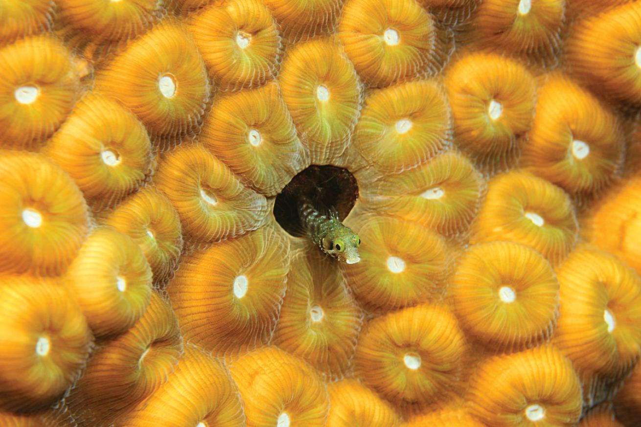 Macro Blenny Bonaire