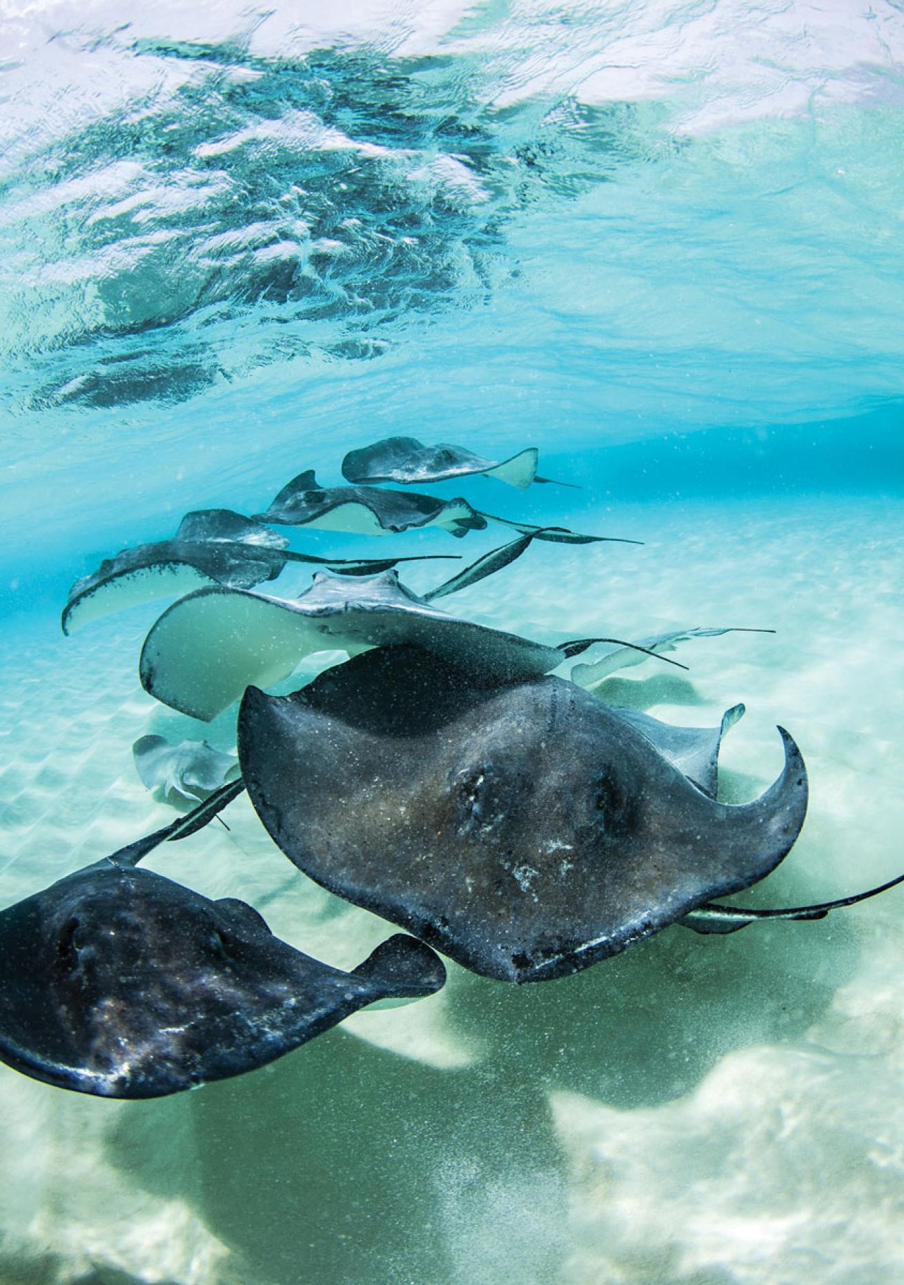 Stingray City Grand Cayman