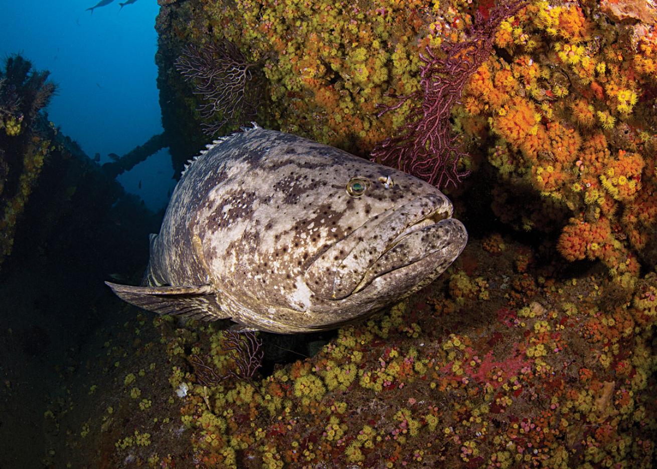 Goliath Grouper Florida