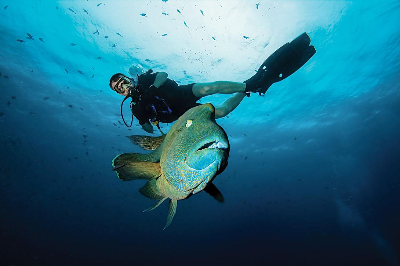 Napoleon Wrasse Palau