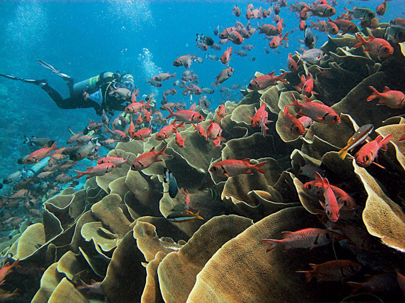 Palau Coral Reef Scuba Diving