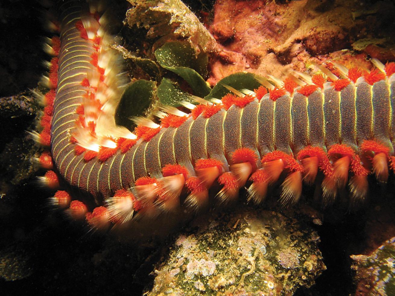 Underwater Fireworms Roatan