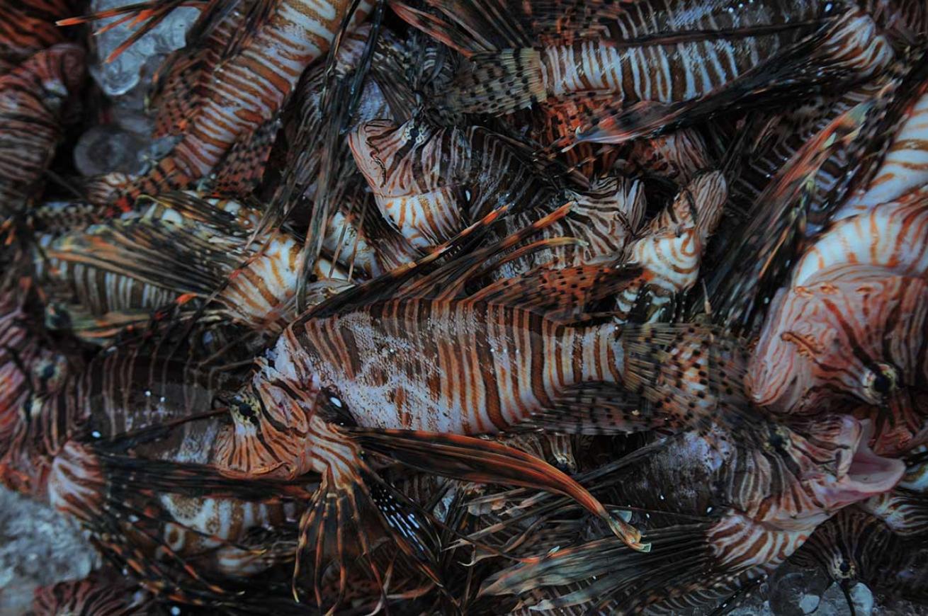 lionfish derby