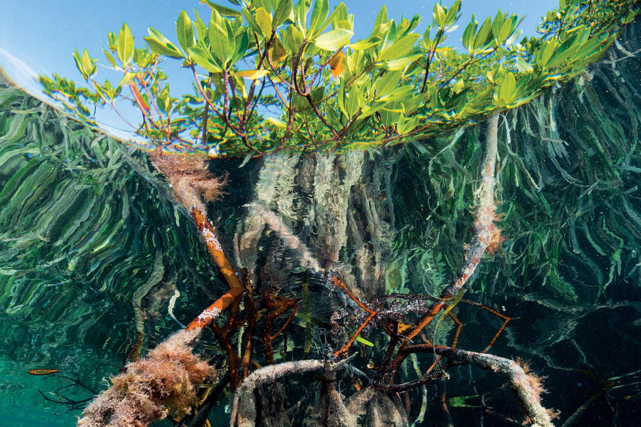 mangroves