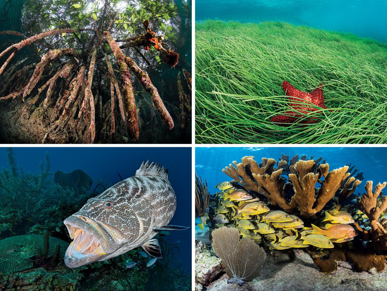 Cuba Diving