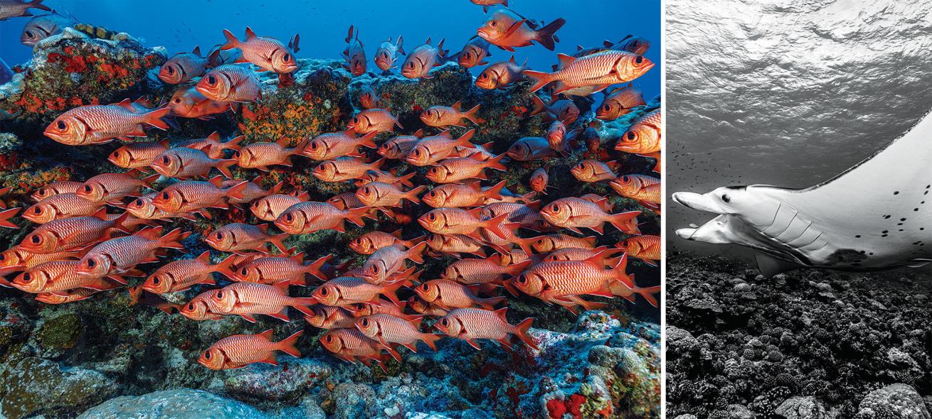 French Polynesian liveaboard