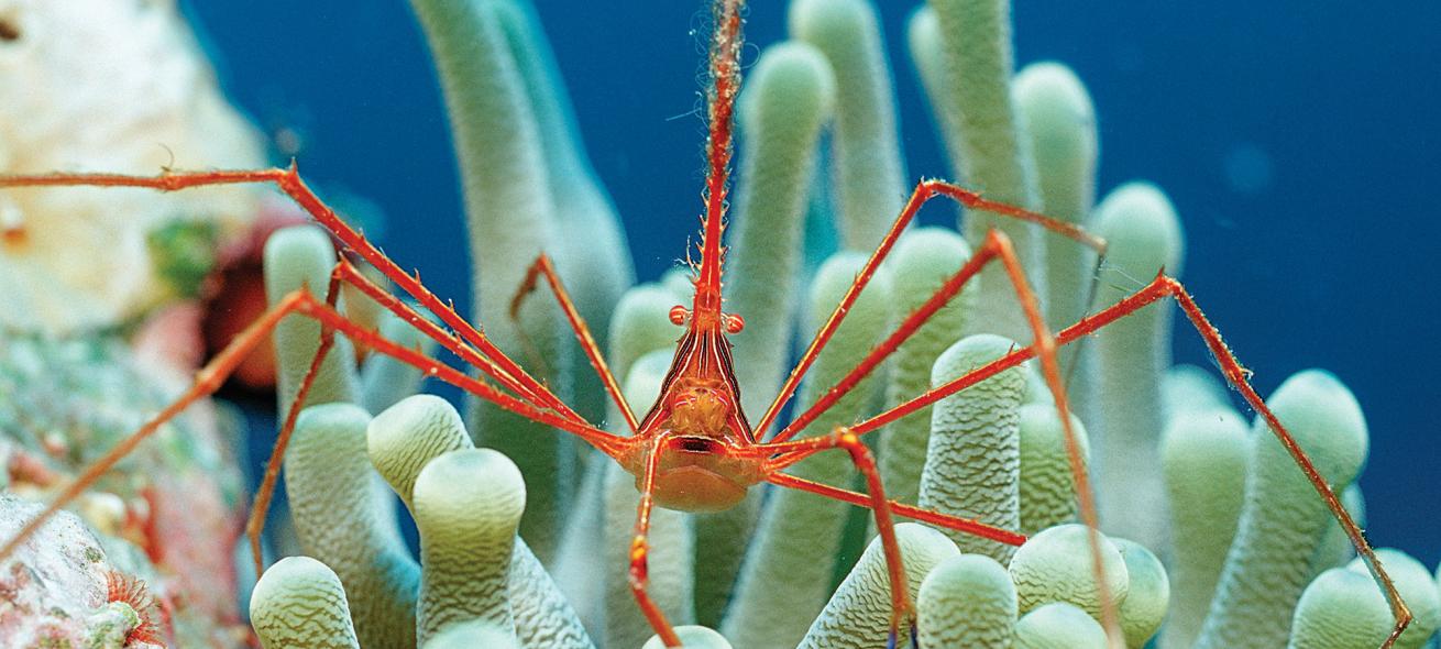 Bonaire diving