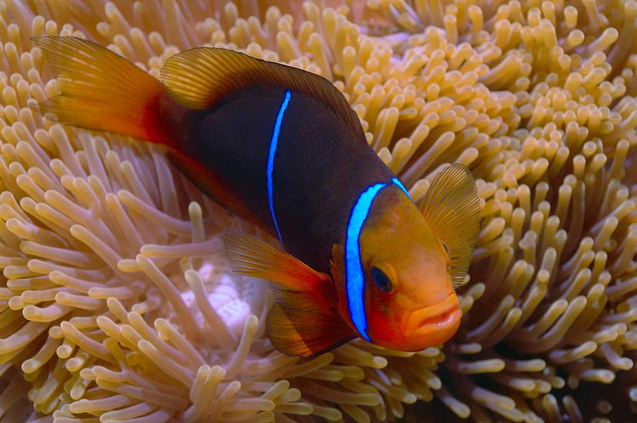 Anemonefish clownfish attack