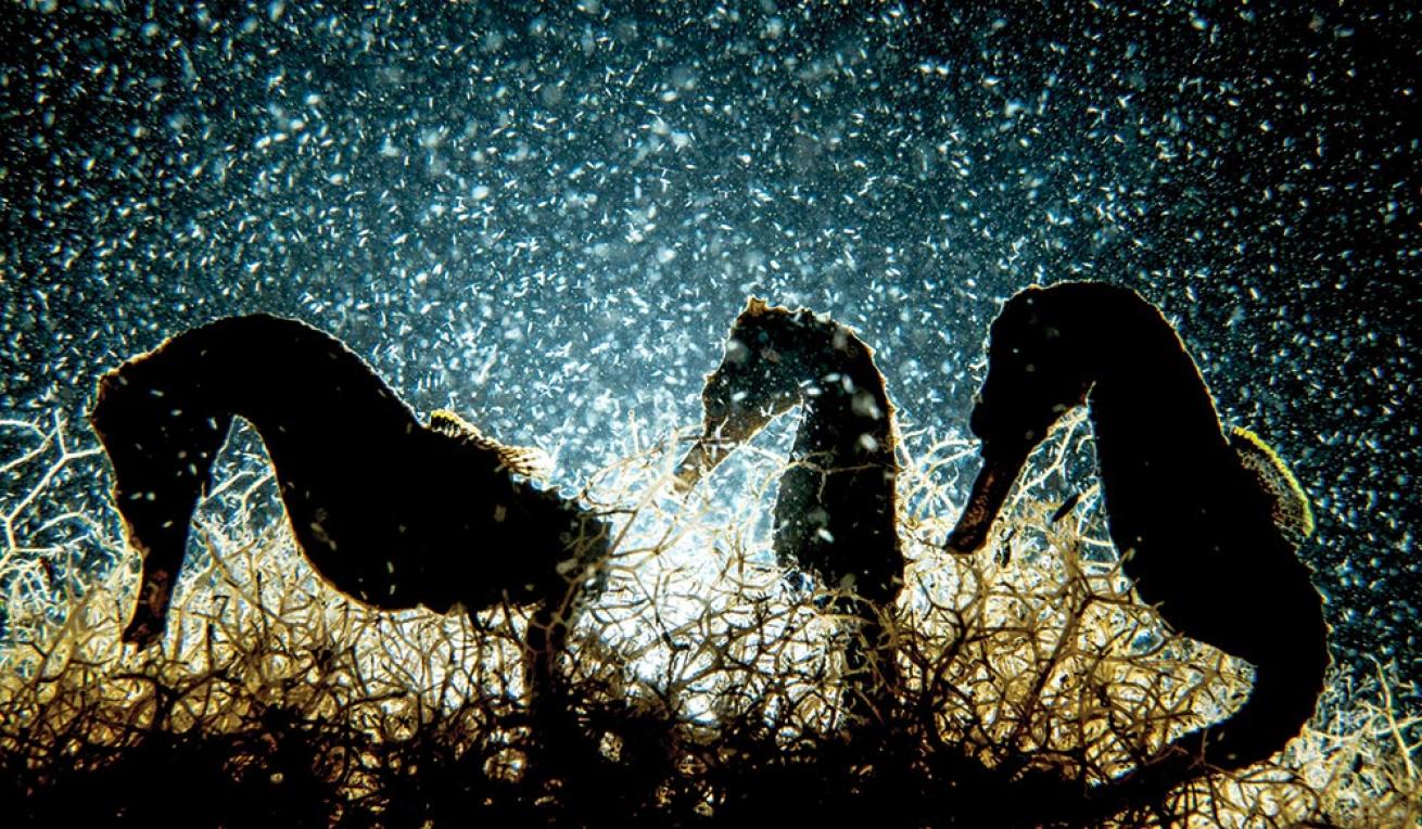 Sweetings Pond seahorses