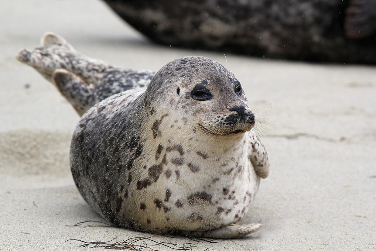 seal pup guidelines