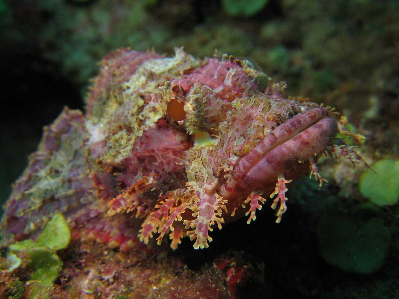 stonefish venom