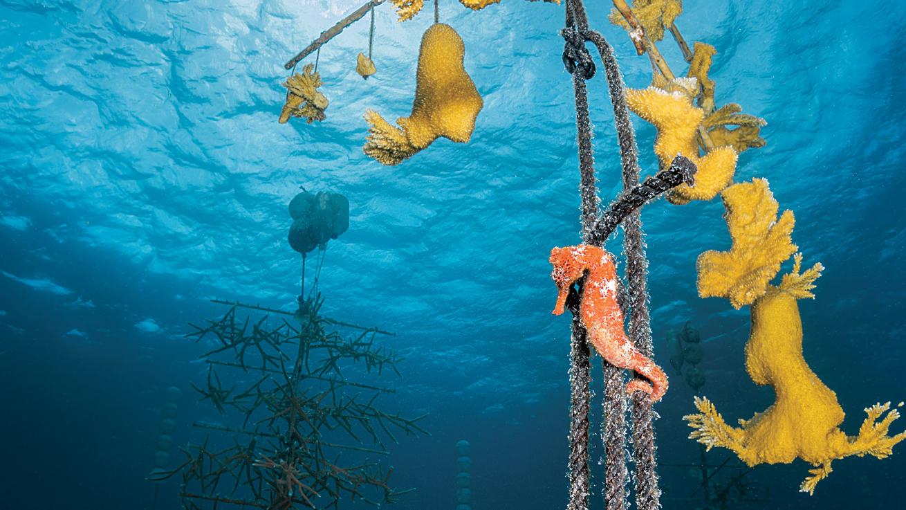 Seahorses, Bonaire 