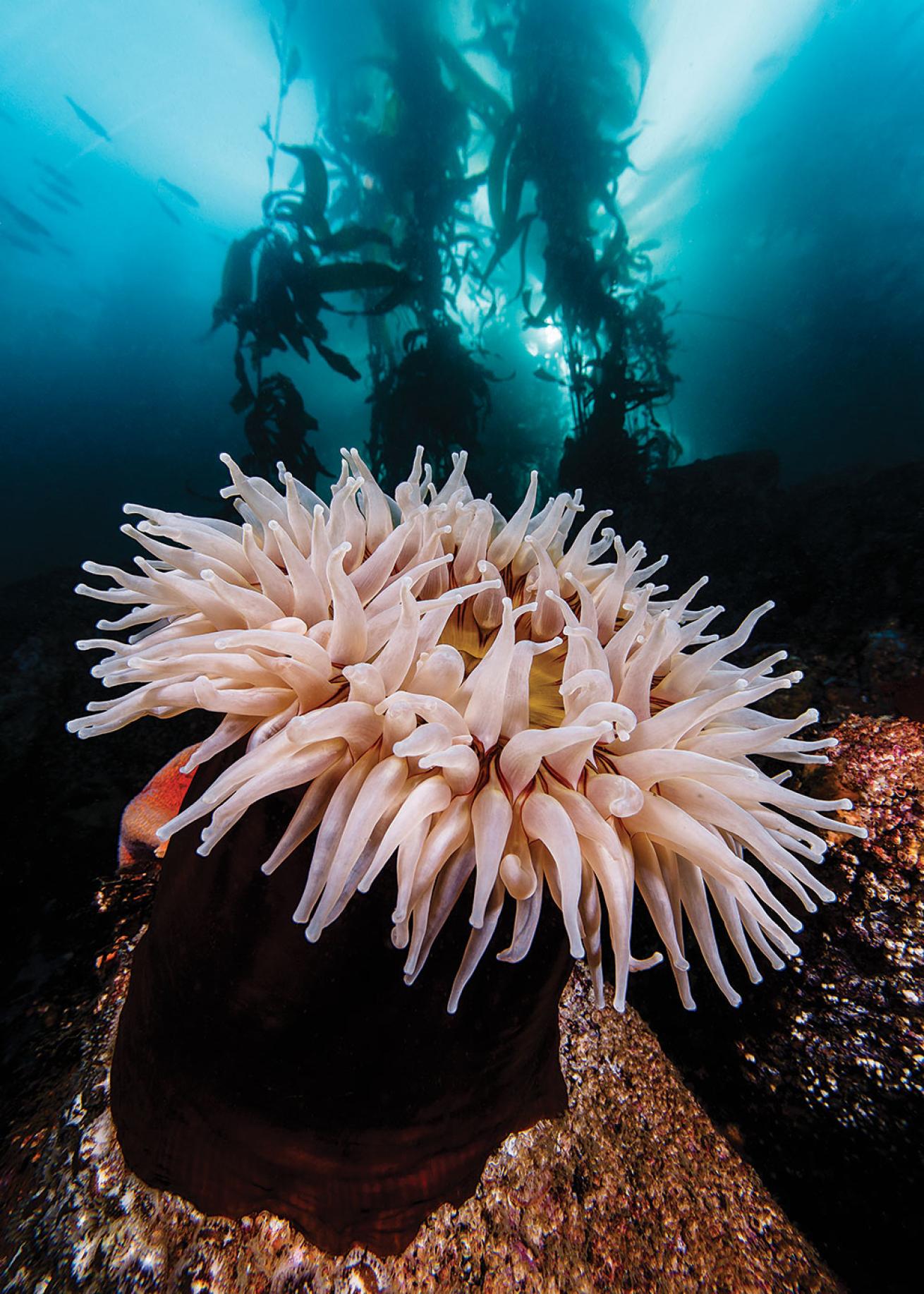 monterey diving