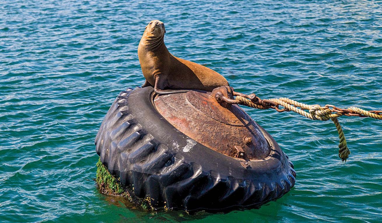 monterey diving