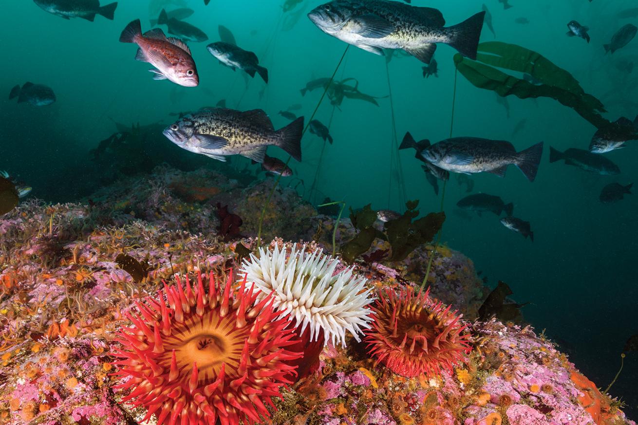 big sur diving