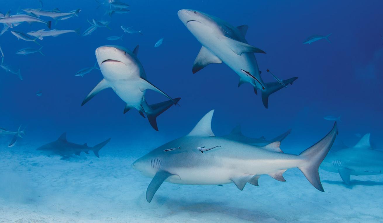 bull sharks