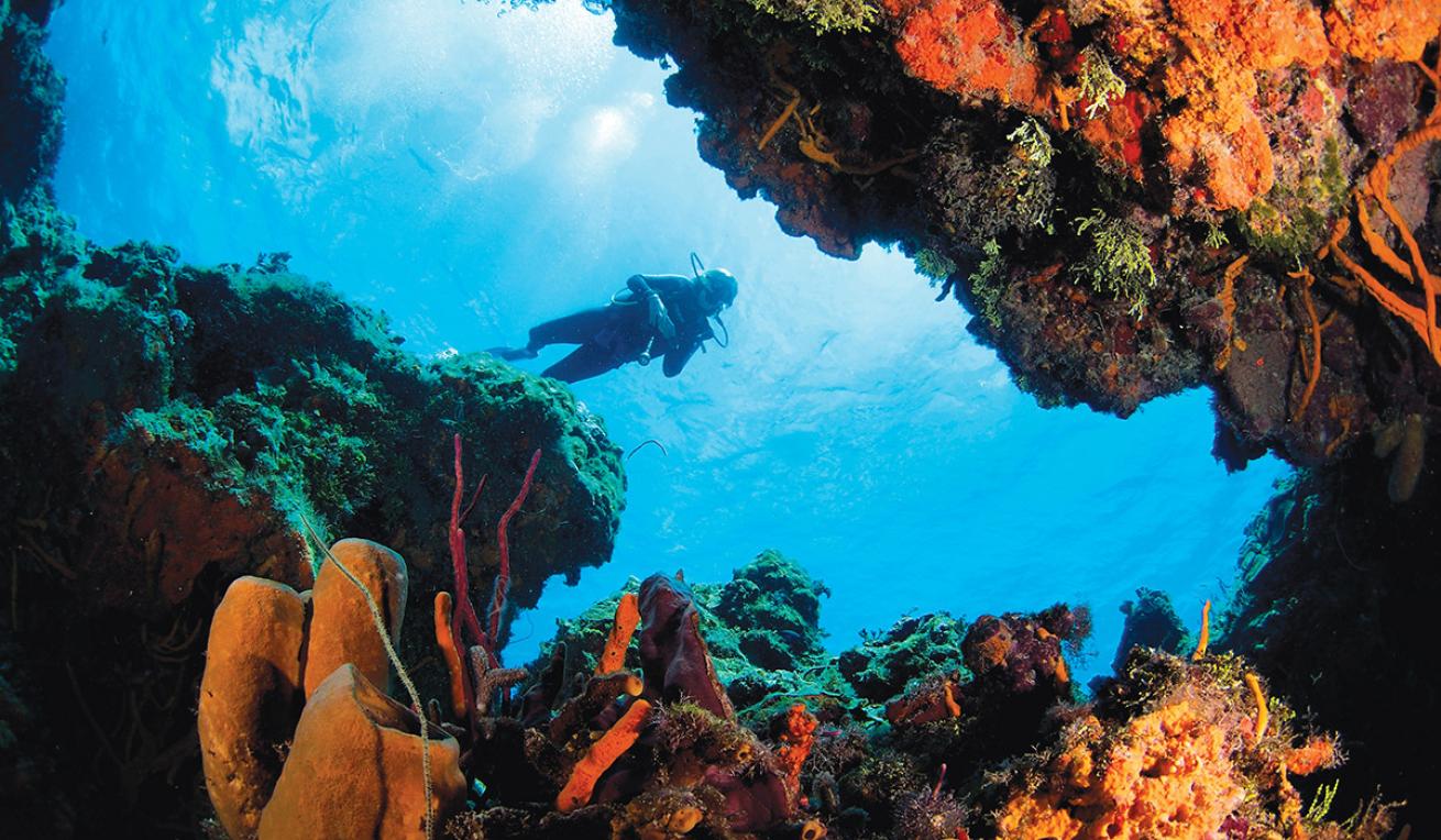 cozumel diving