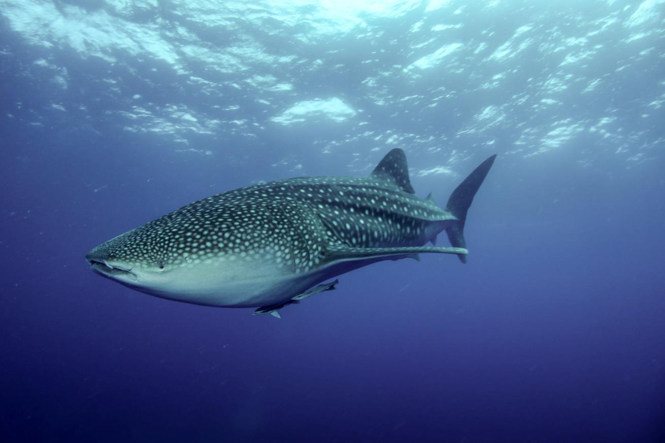 whale shark