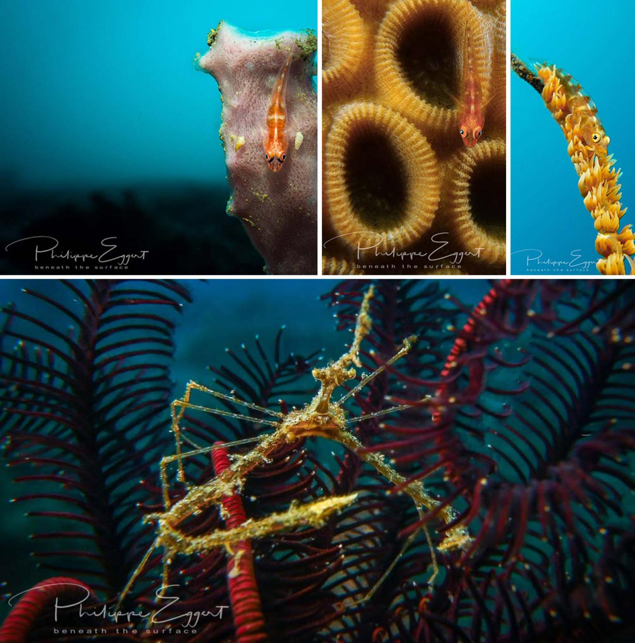 macro underwater photography