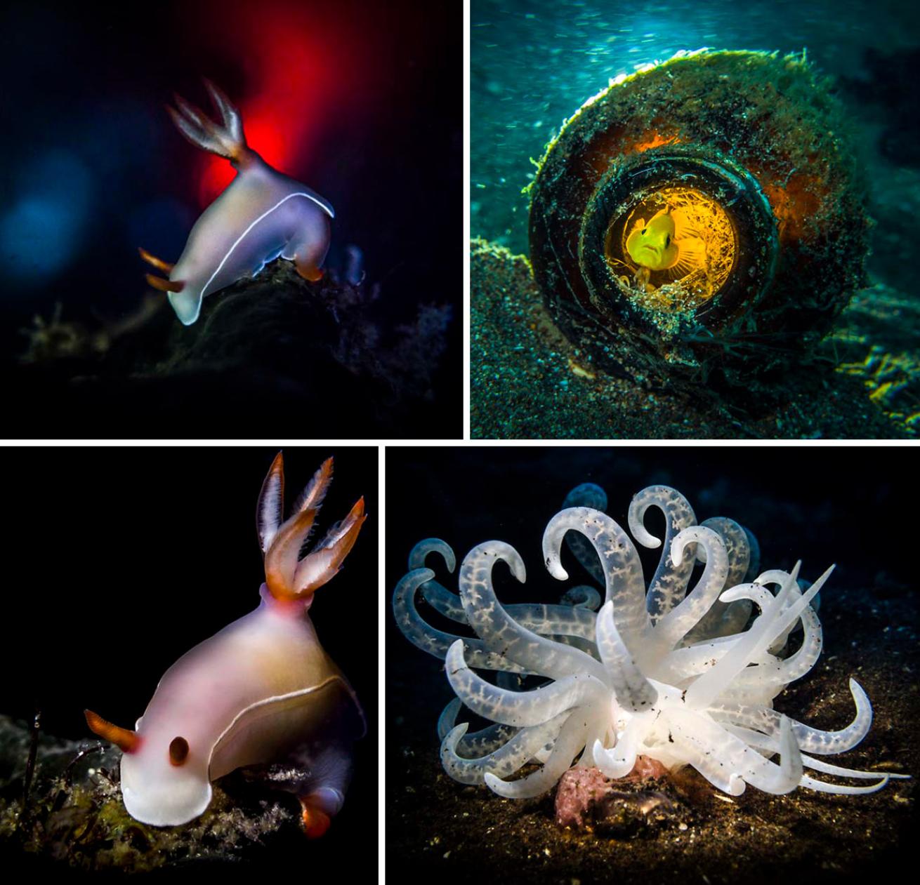 macro underwater photography