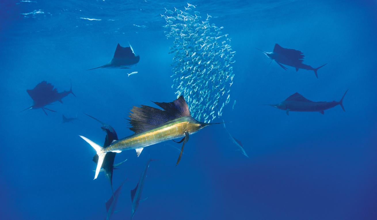 sailfish