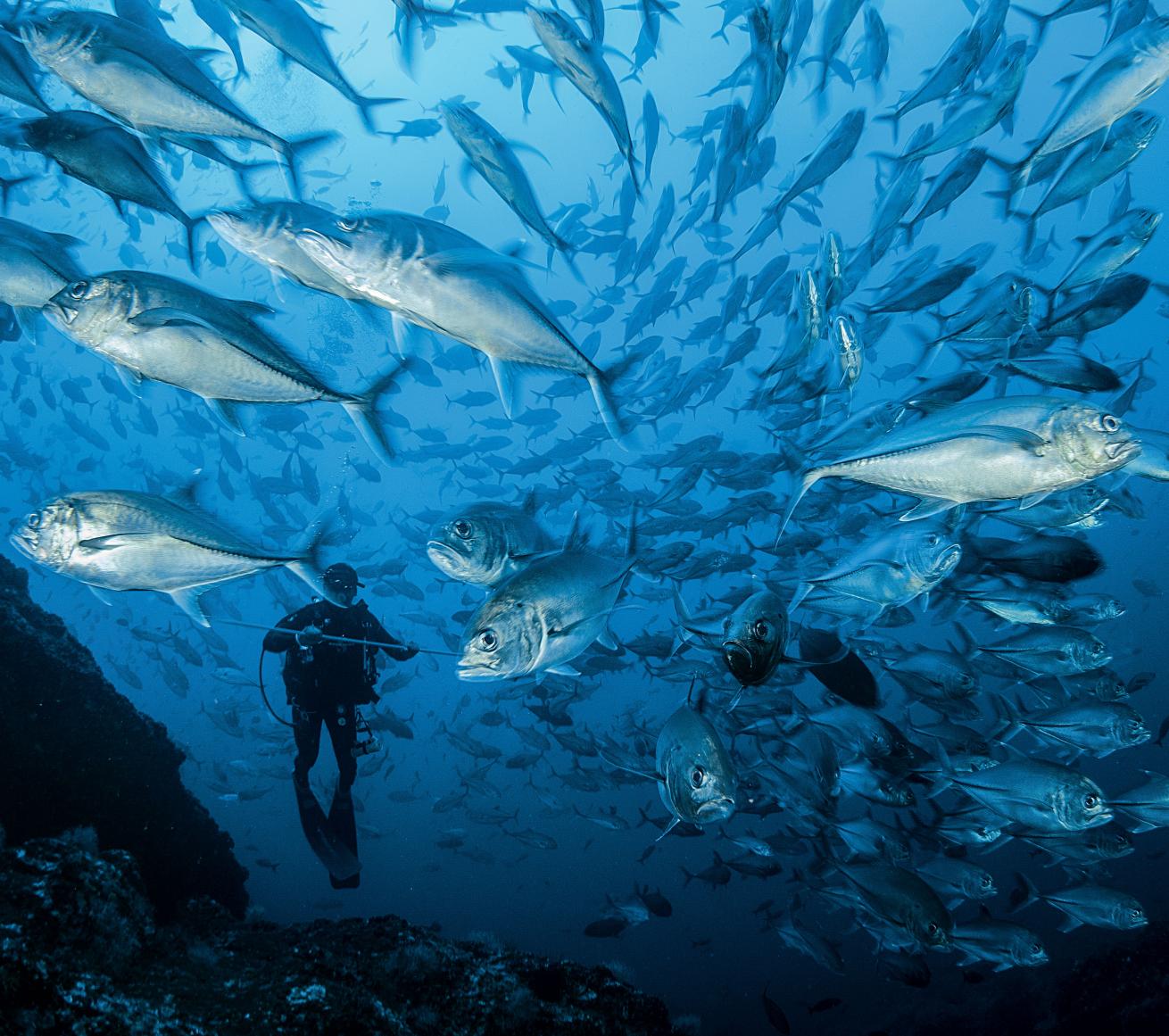 cocos sharks