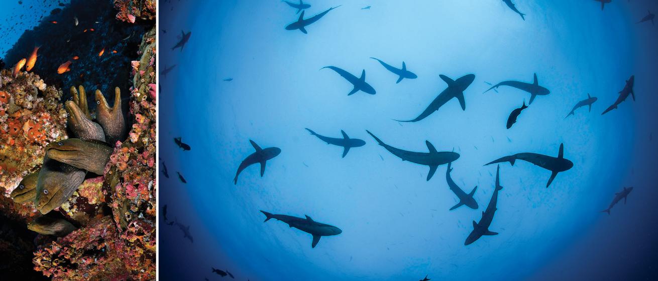 malpelo sharks