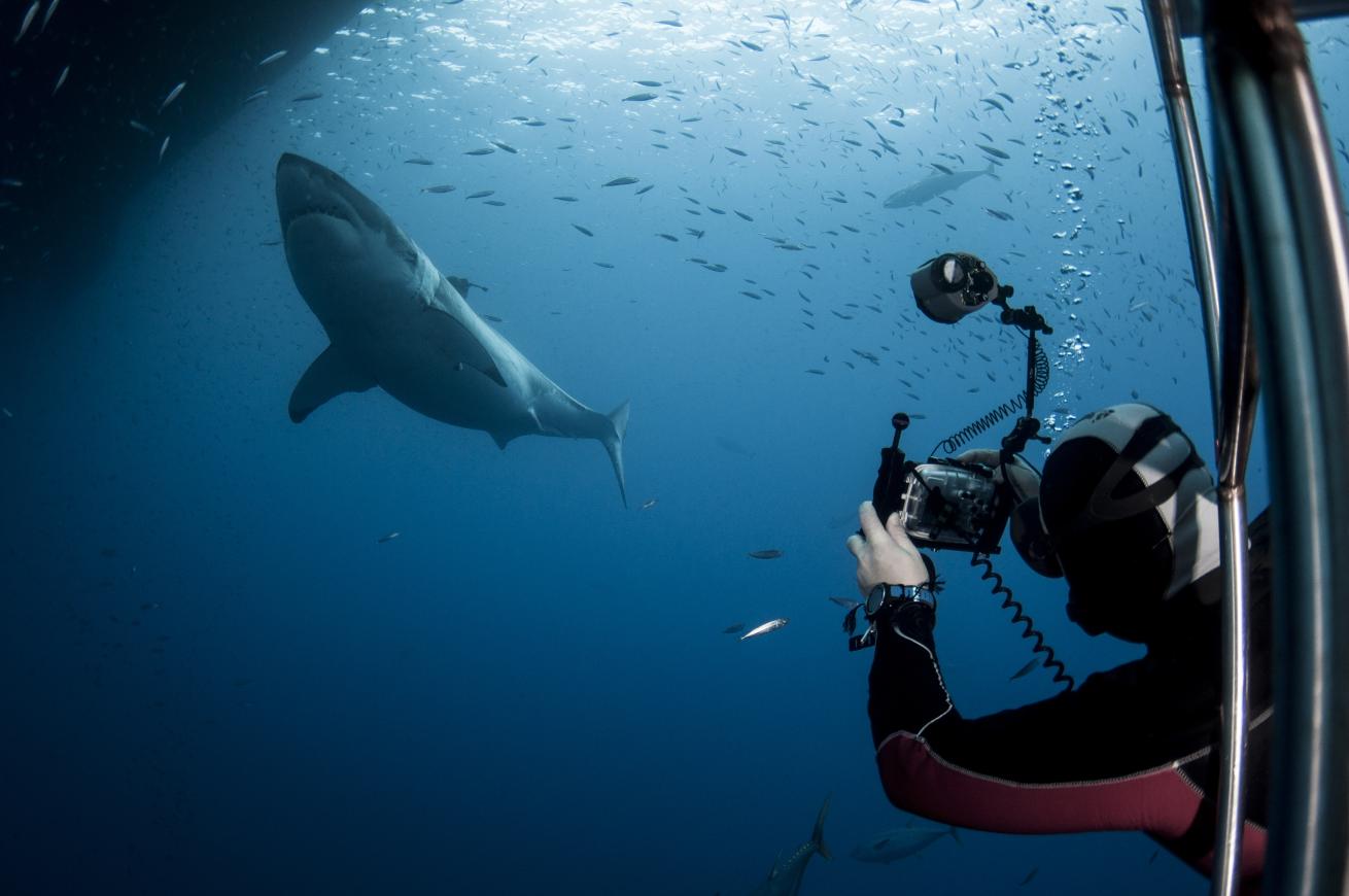 underwater photgraphy