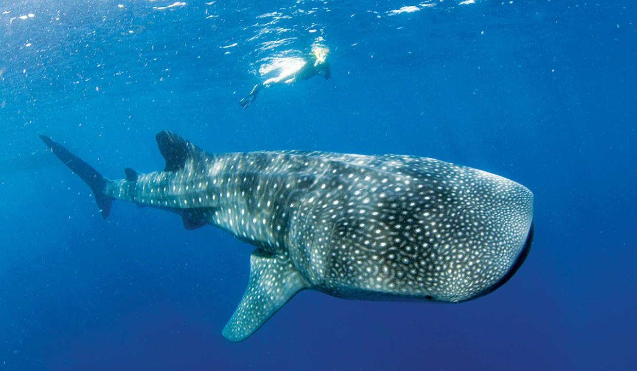 whale shark