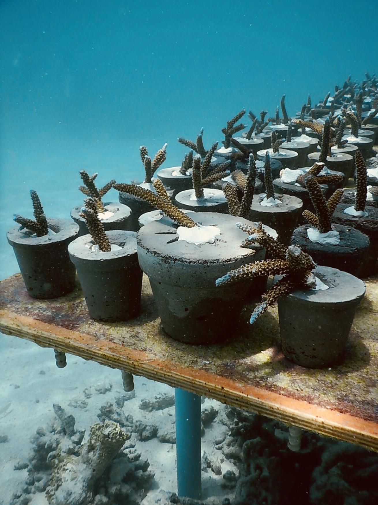 Sculpture Coralarium at Fairmont Maldives