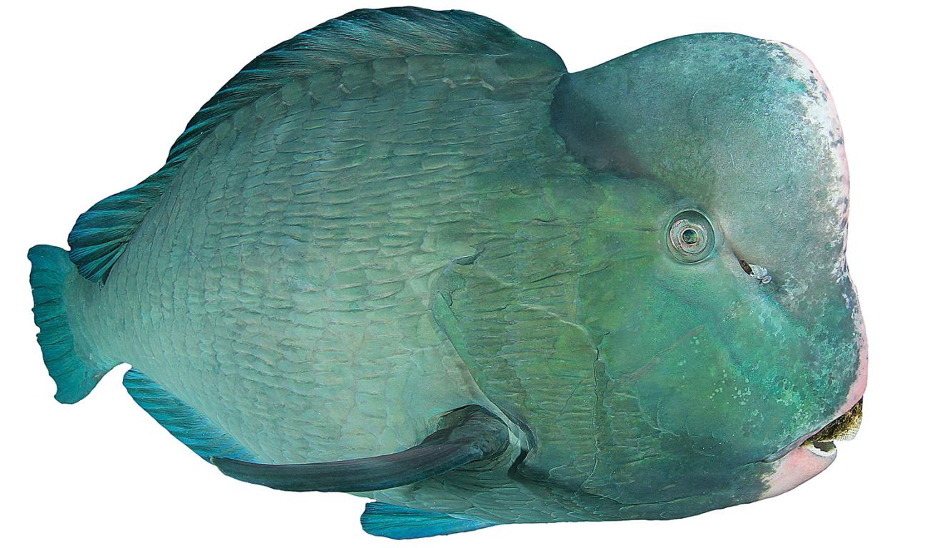 parrotfish