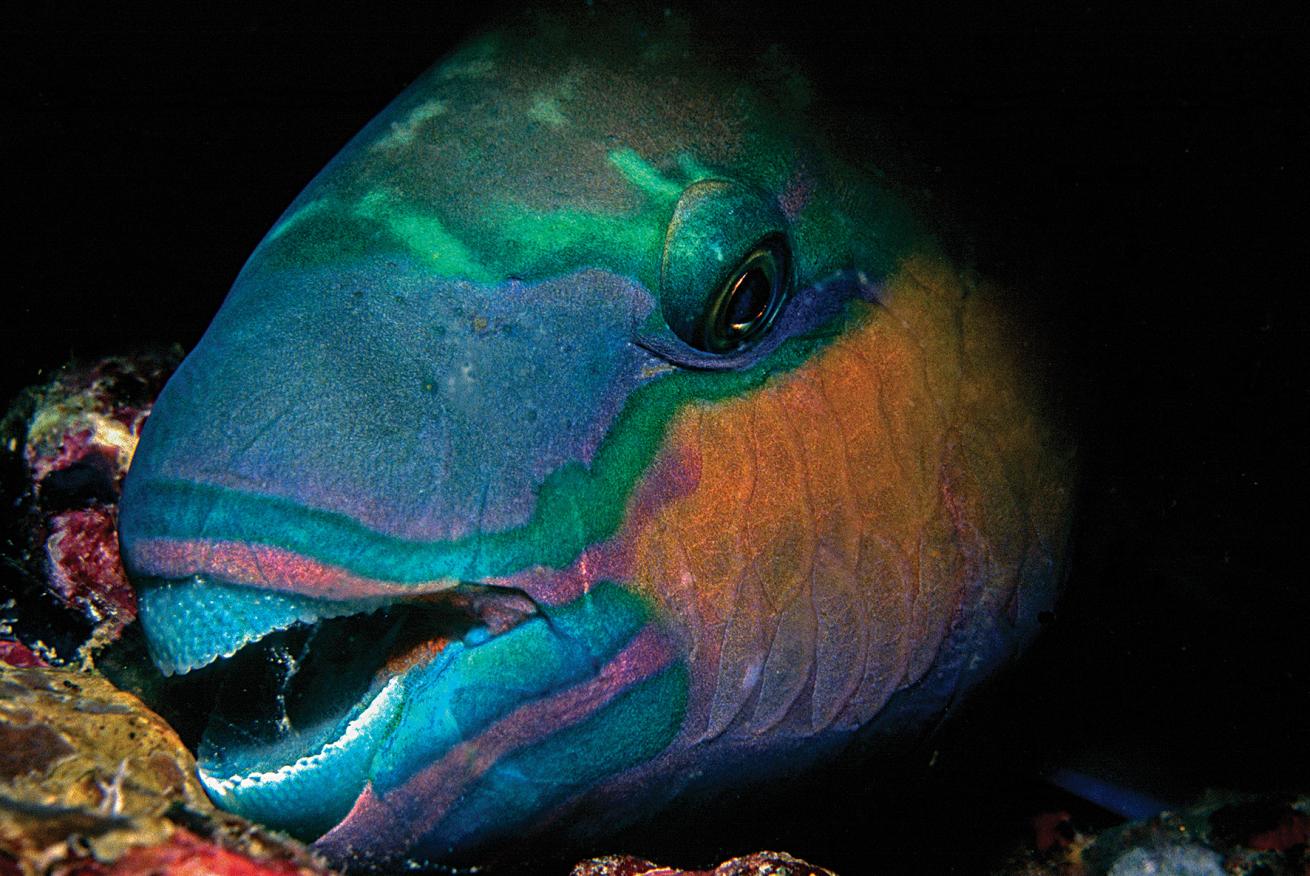 parrotfish