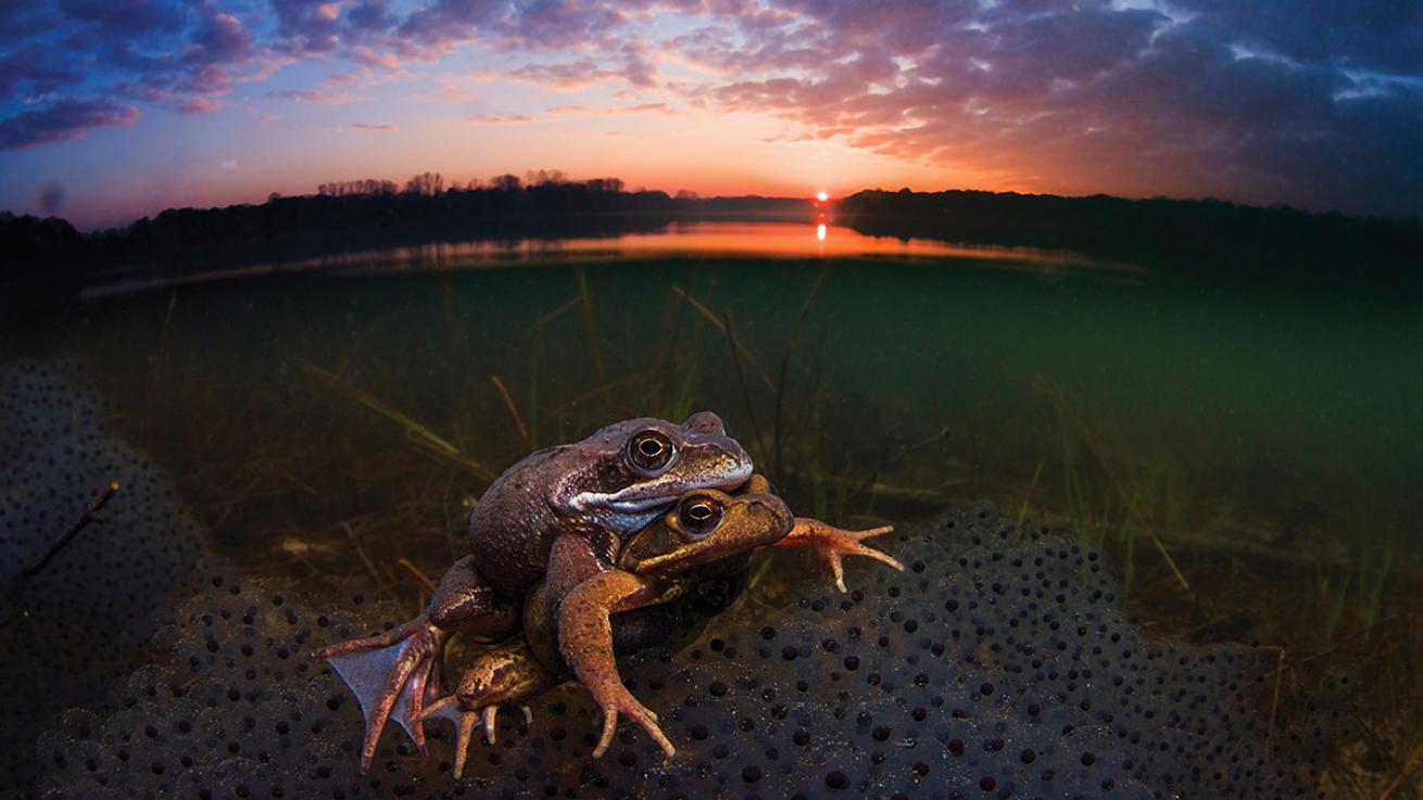 frogs