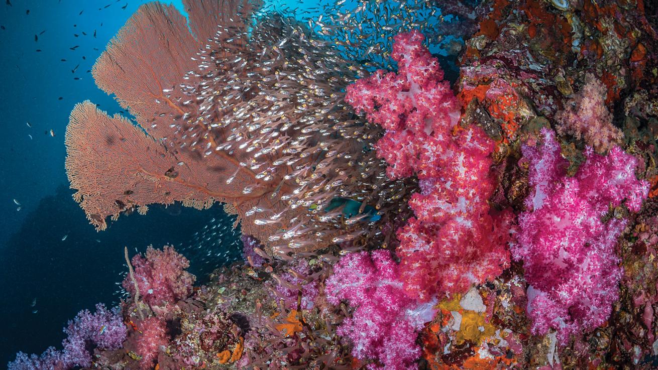 andaman liveaboard