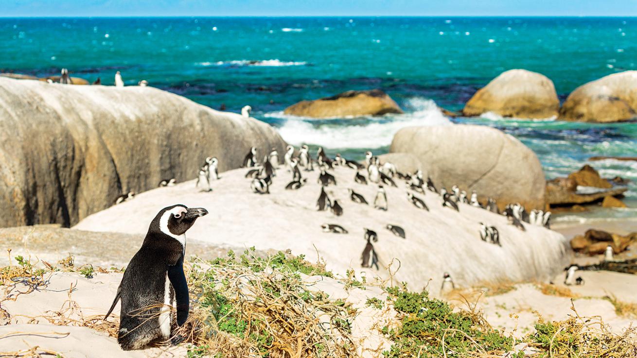 africa penguins