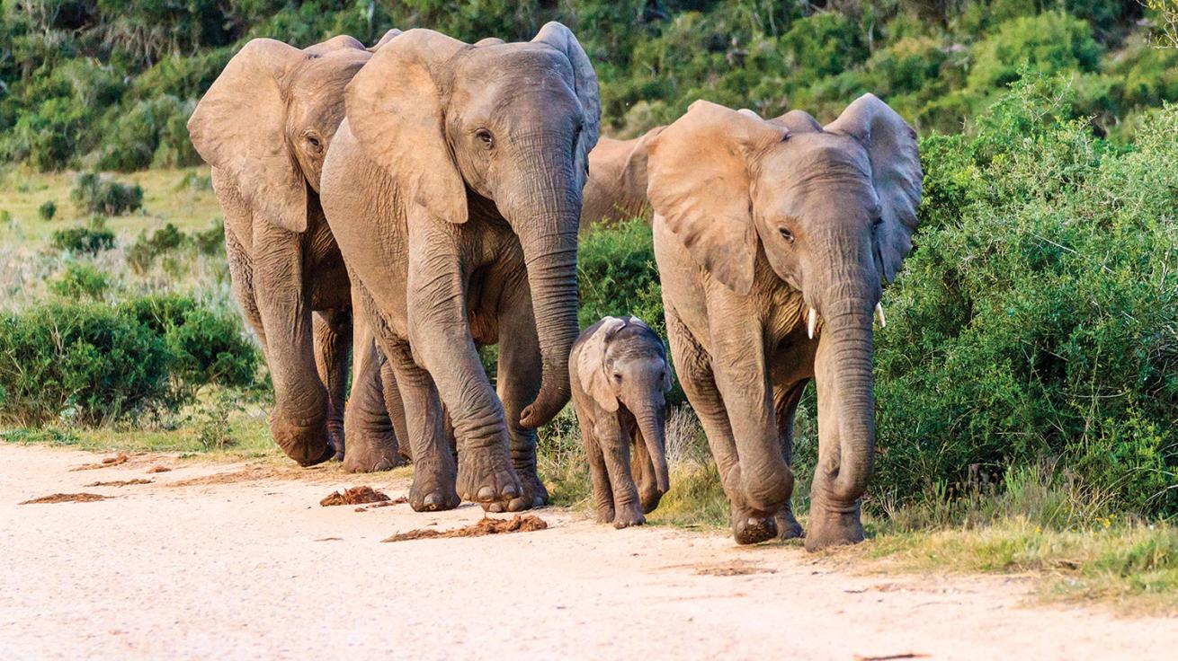 african elephants