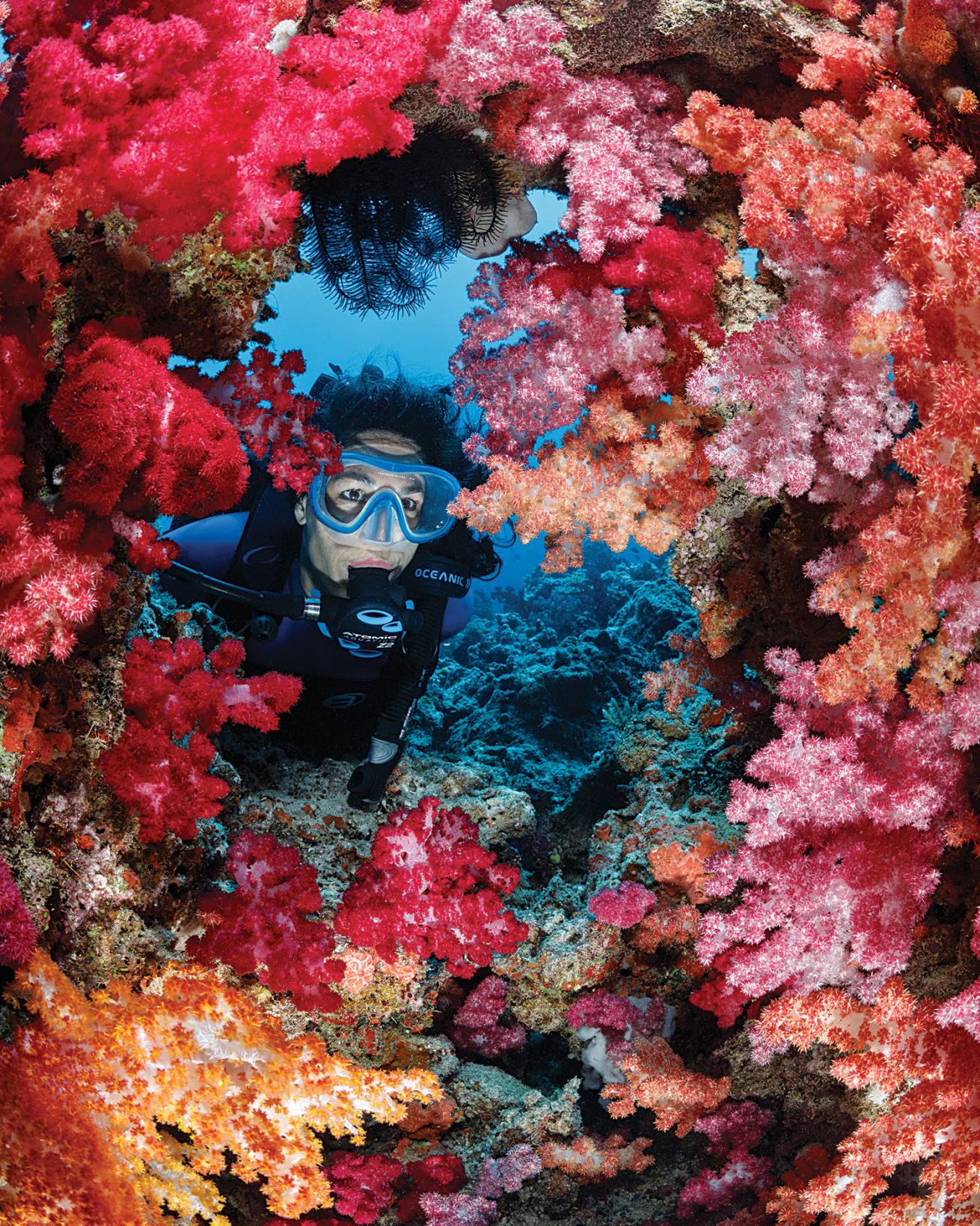 fiji diving