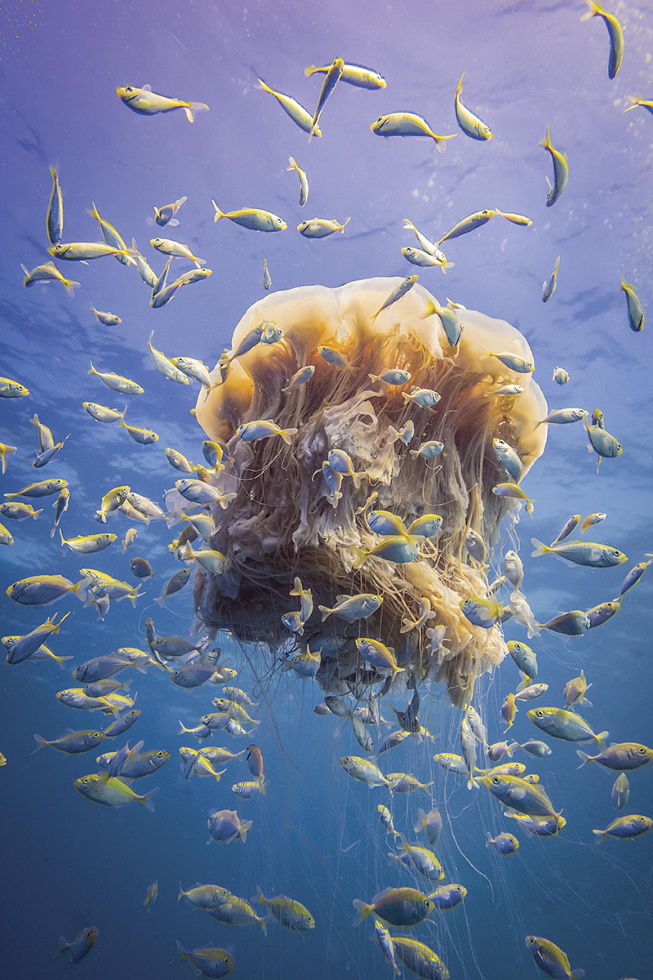 Lion's mane jellyfish