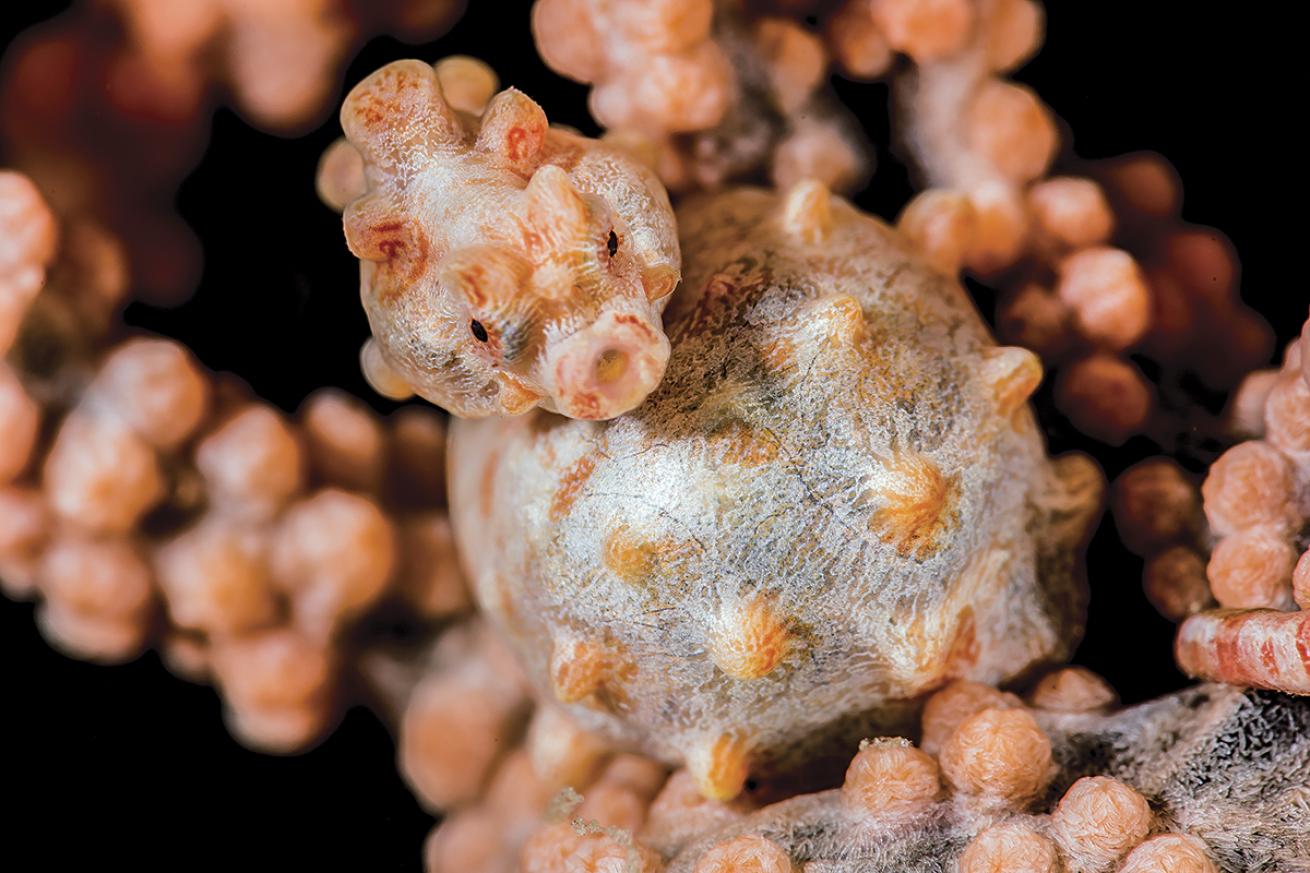 pygmy seahorse pregnant