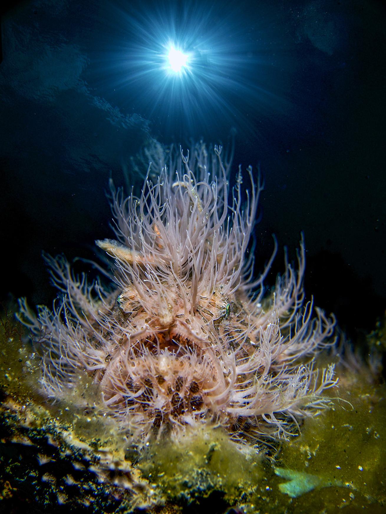 hairy frogfish