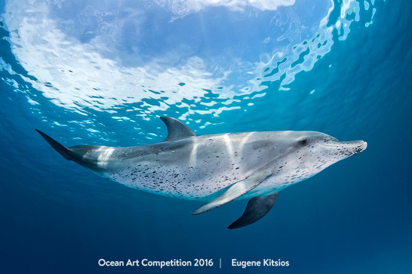 underwater photography contest winner