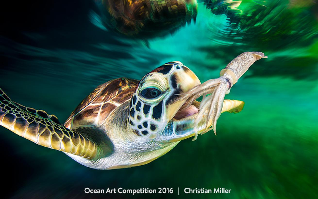 underwater photography contest winner